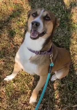 Enlarge Luke, a Adoptable mixed breed in Labelle, FL image 5/6