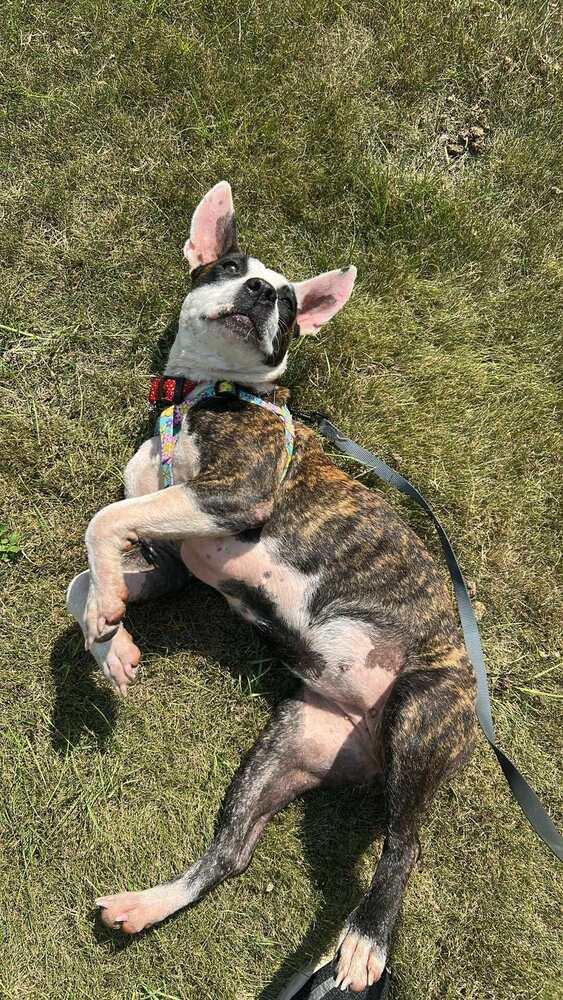 Starling, Adoptable, Young Female Terrier.