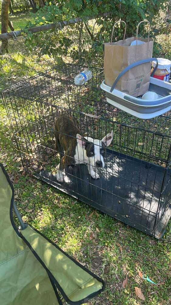 Enlarge Starling, a Adoptable Terrier in Milton, FL image 2/4