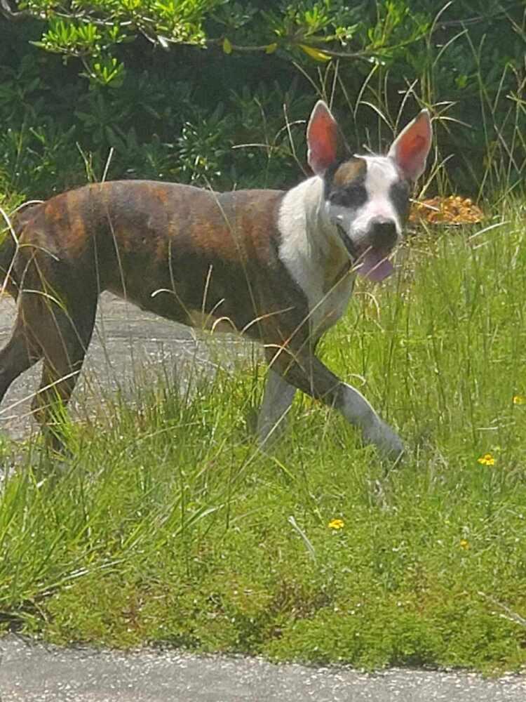 Enlarge Starling, a Adoptable Terrier in Milton, FL image 3/4