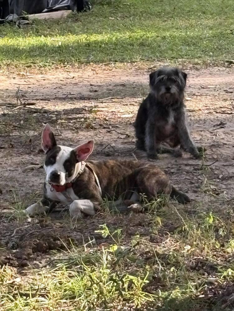 Enlarge Starling, a Adoptable Terrier in Milton, FL image 4/4