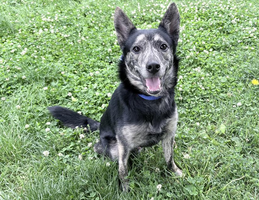 Anakin, ADOPTABLE, Senior Male German Shepherd Dog & Australian Cattle Dog / Blue Heeler.