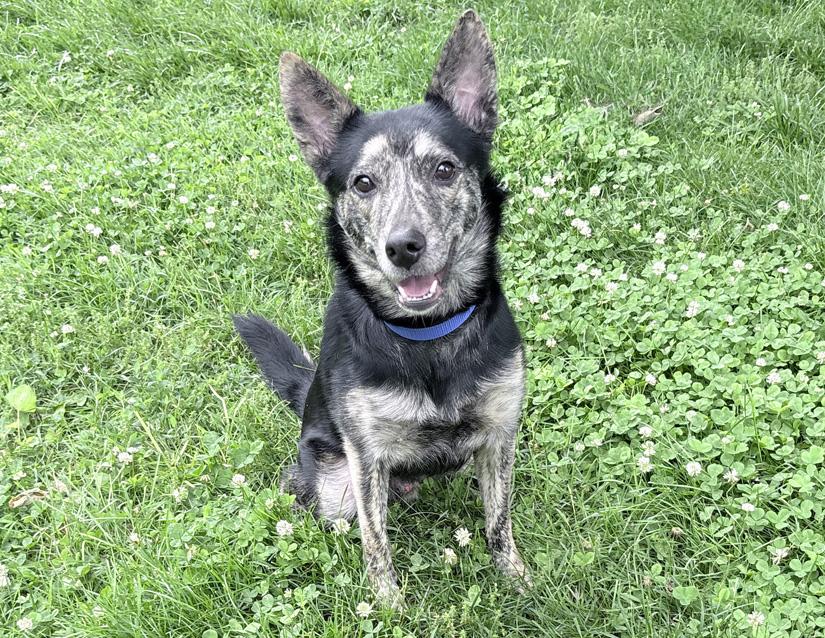 Anakin, a ADOPTABLE mixed breed in Columbus, IN image 2/2