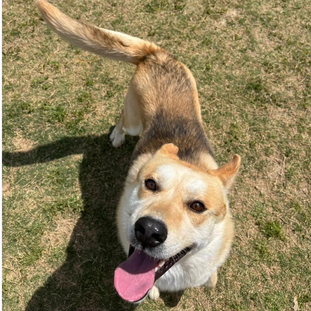 Enlarge CAM  ADOPTED!, a Adoptable Mixed Breed in Nashville, NC image 1/2