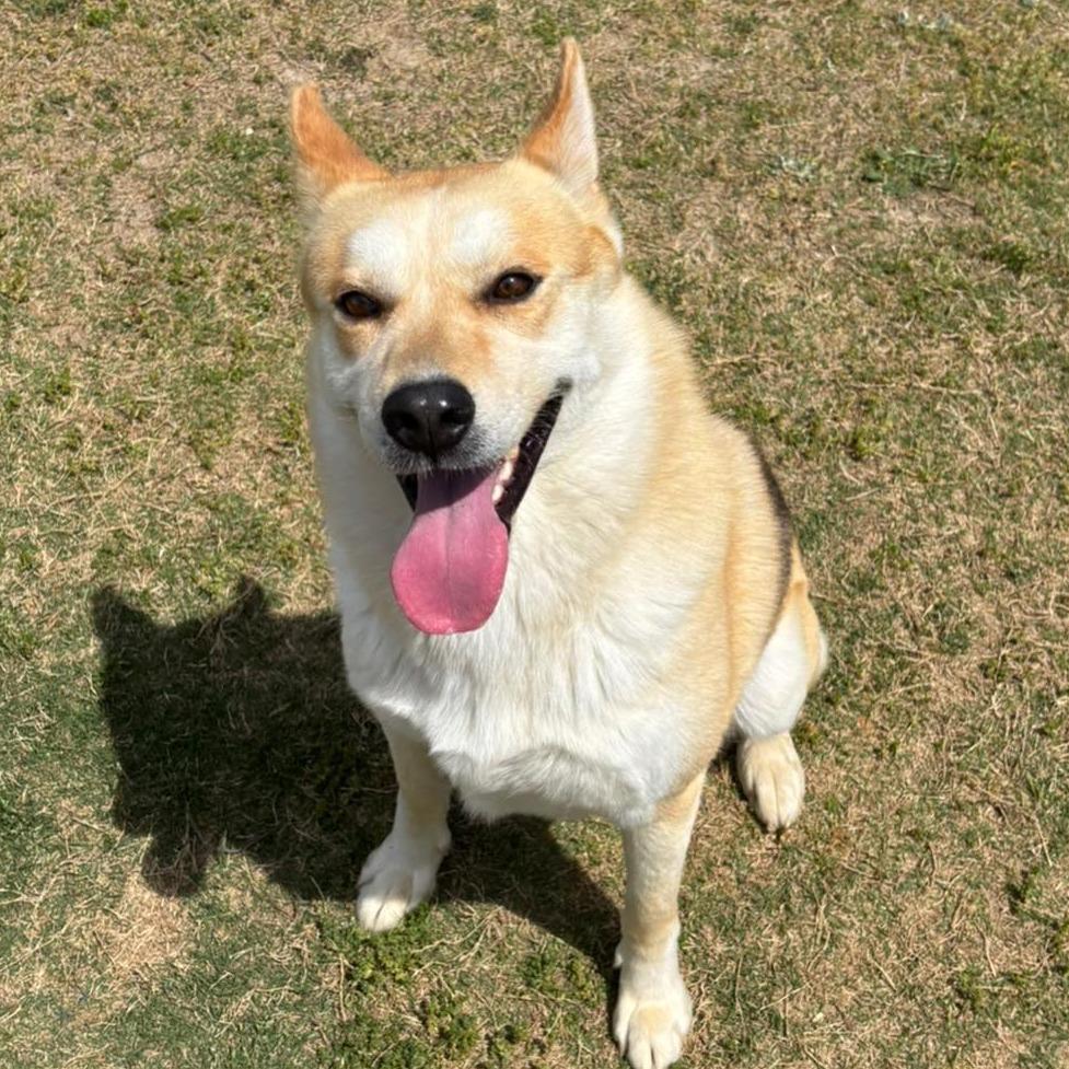 Enlarge CAM  ADOPTED!, a Adoptable Mixed Breed in Nashville, NC image 2/2