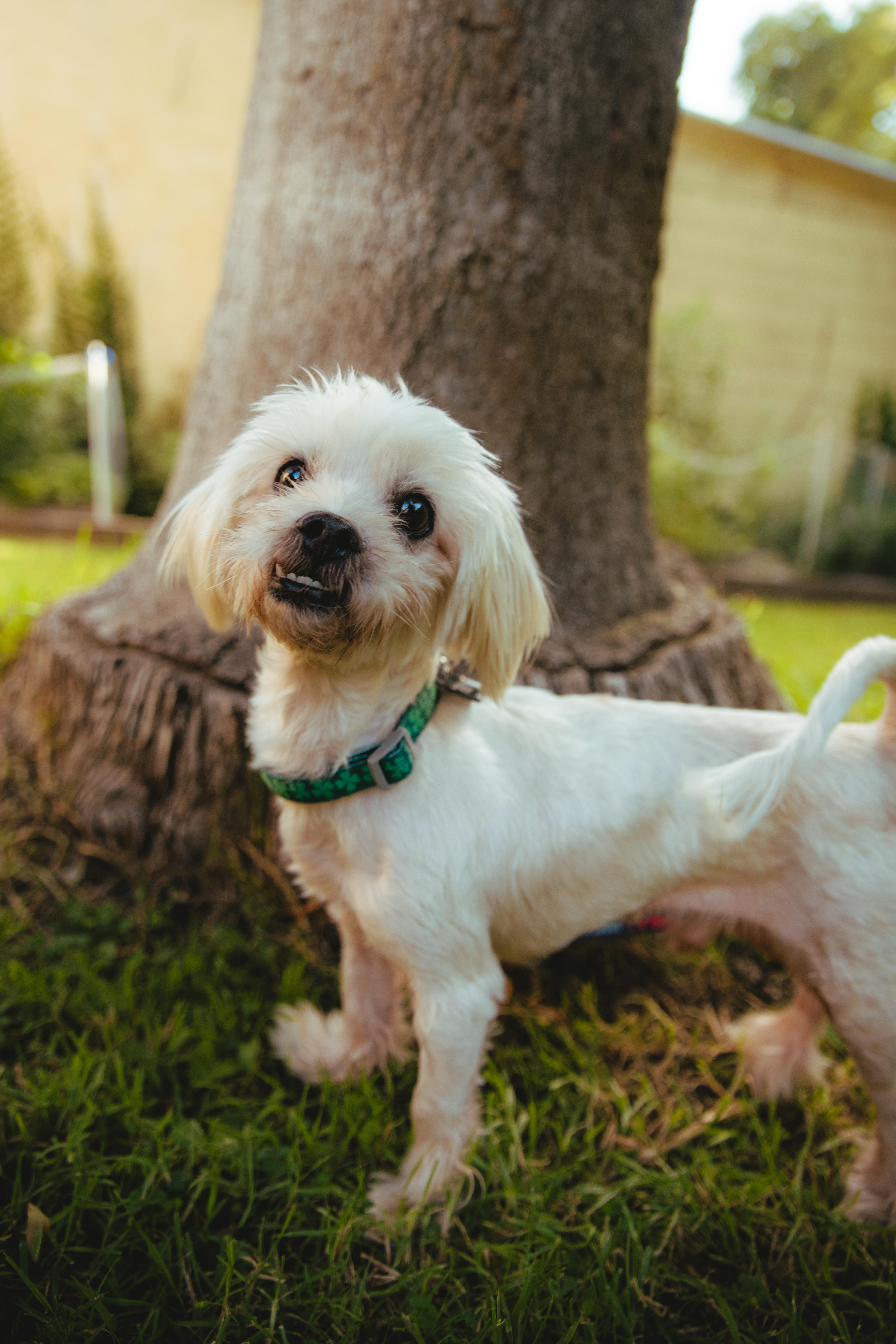 Enlarge Matisse, a Adoptable mixed breed in West Hollywood, CA image 2/6