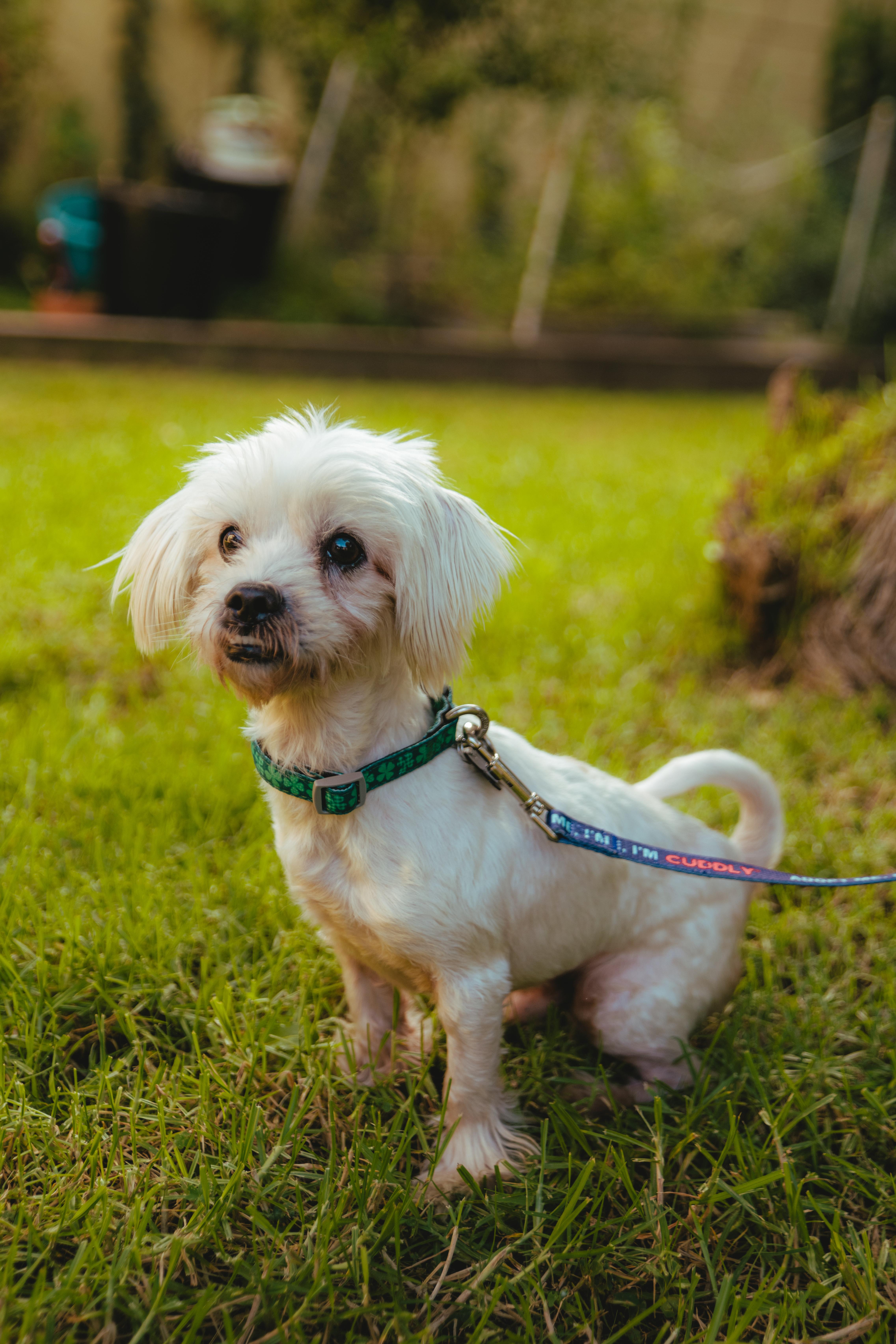 Enlarge Matisse, a Adoptable mixed breed in West Hollywood, CA image 3/6