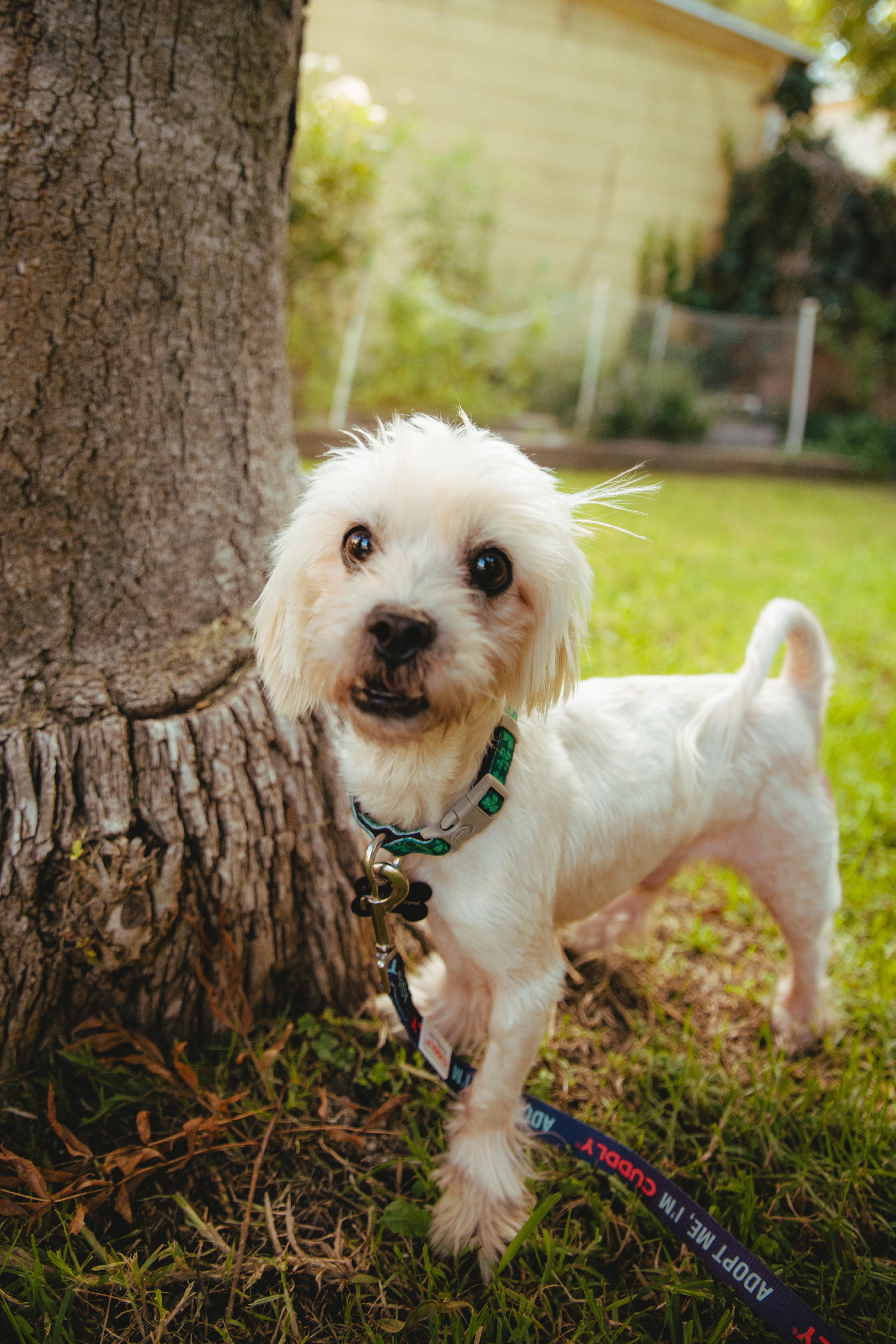 Enlarge Matisse, a Adoptable mixed breed in West Hollywood, CA image 4/6