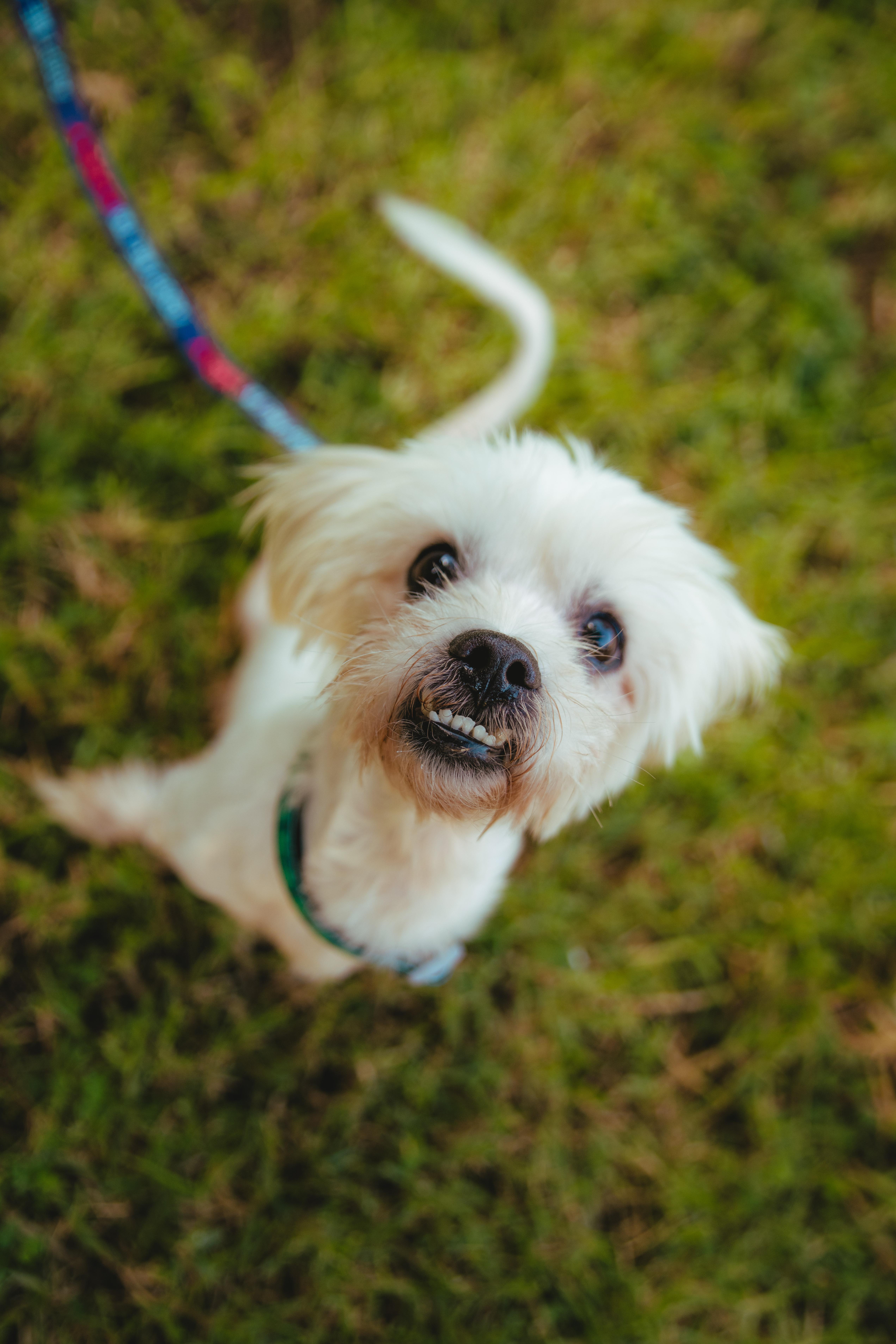 Enlarge Matisse, a Adoptable mixed breed in West Hollywood, CA image 5/6