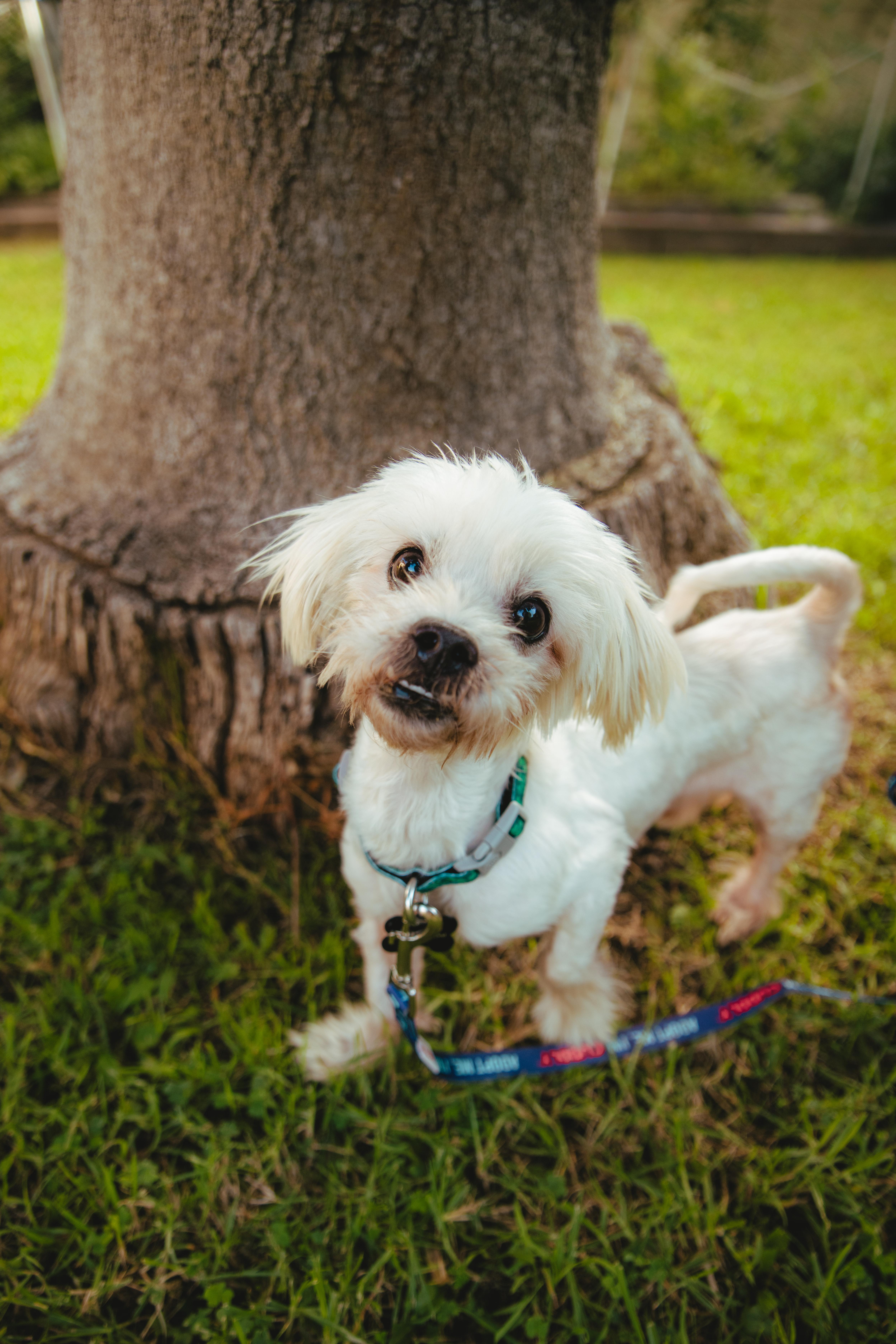 Matisse, Adoptable, Adult Male Terrier & Miniature Poodle.