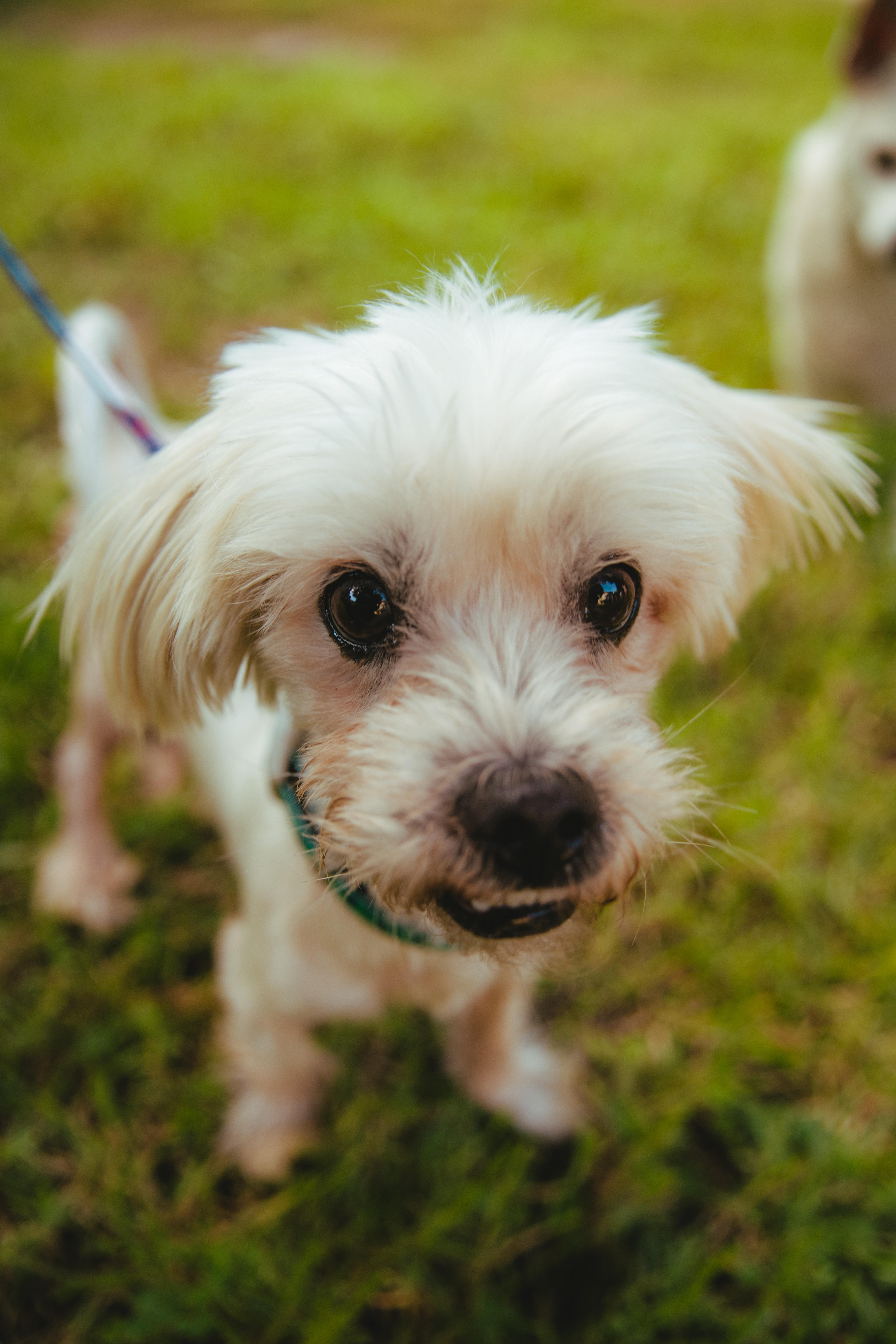 Enlarge Matisse, a Adoptable mixed breed in West Hollywood, CA image 6/6
