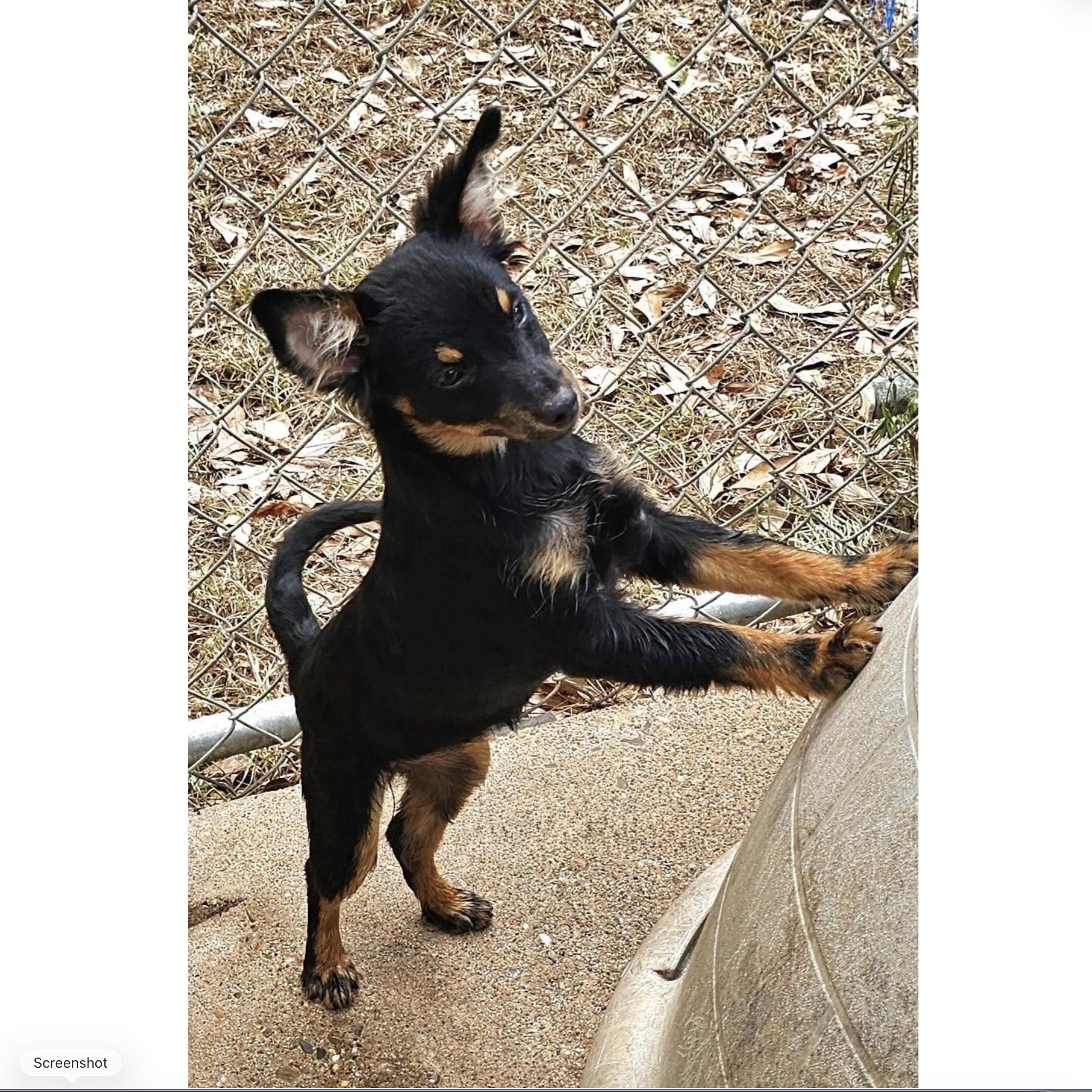 Enlarge Bloom, a Adoptable mixed breed in Uxbridge, MA image 1/1