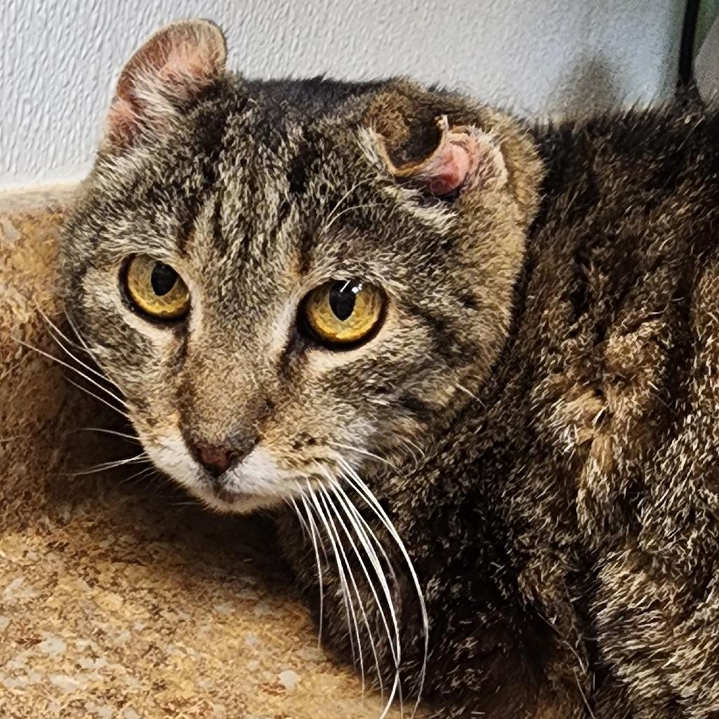 Enlarge Mouse, a Adoptable Domestic Short Hair in Shinnston, WV image 1/2