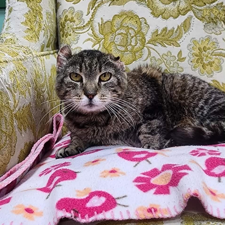 Enlarge Mouse, a Adoptable Domestic Short Hair in Shinnston, WV image 2/2