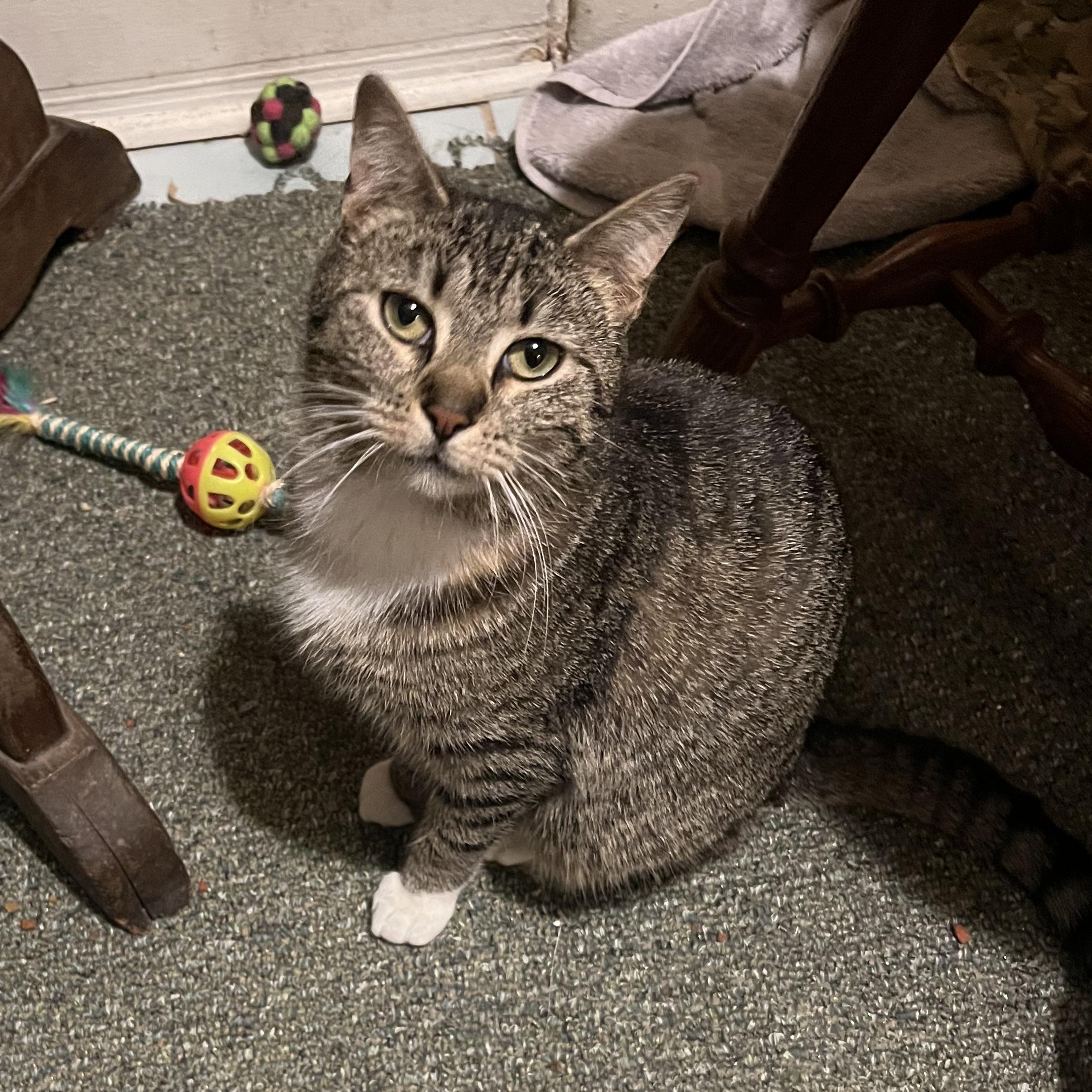 Enlarge Brownie, a Adoptable mixed breed in Moriches, NY image 1/4