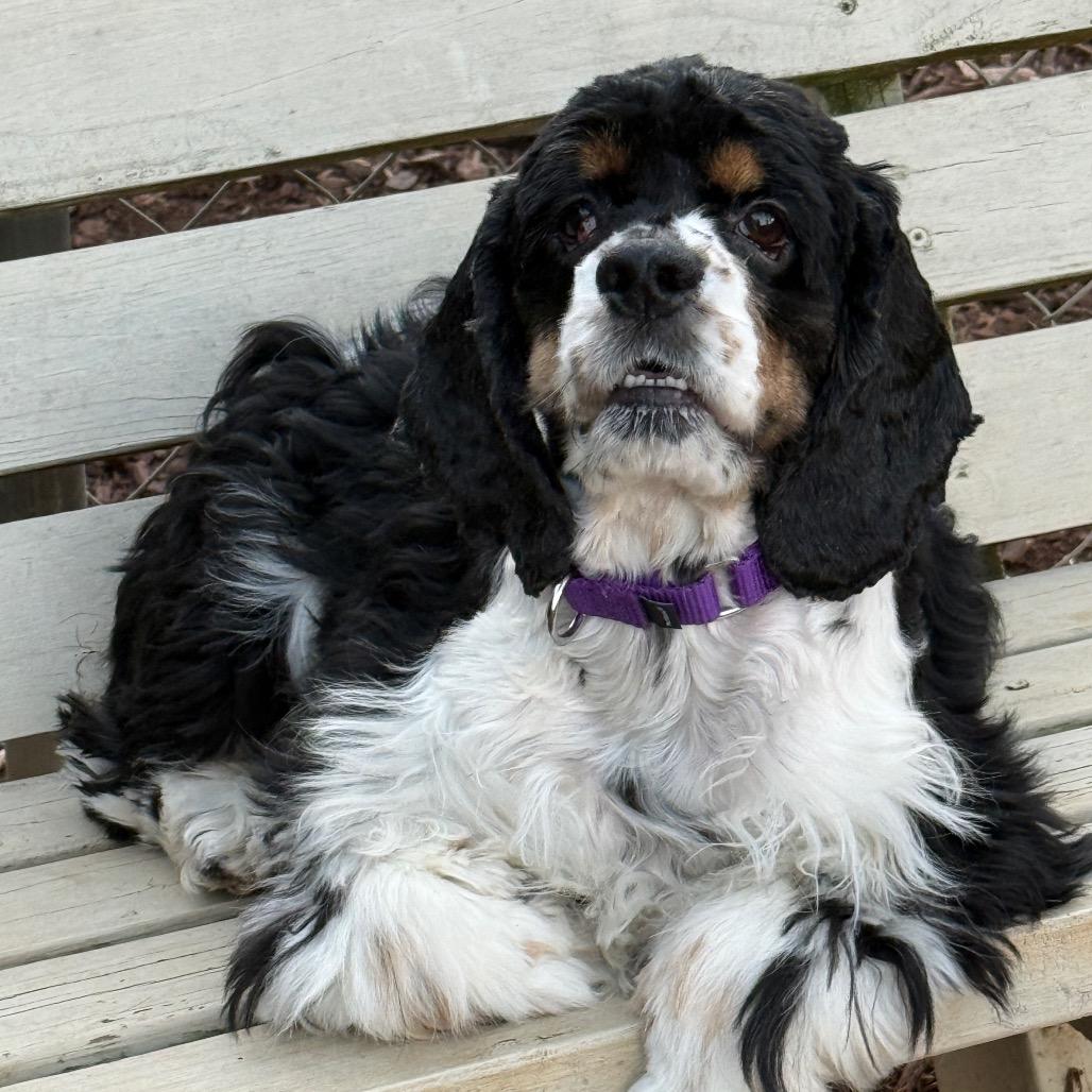 Bell 22120 — thumbnail 3