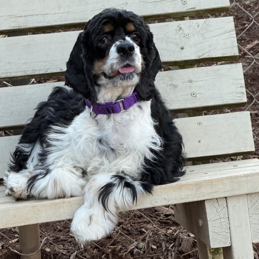 Bell 22120 — thumbnail 4