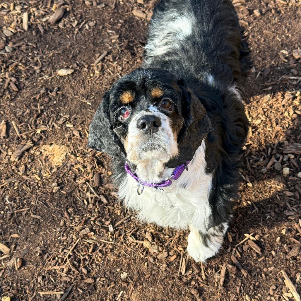 Bell 22120 — thumbnail 5