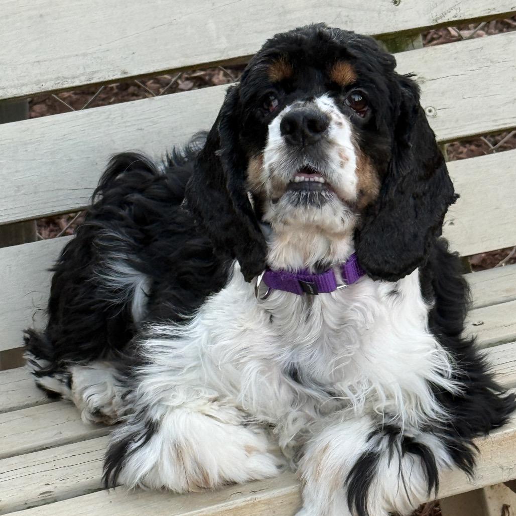 Bell 22120 — thumbnail 6