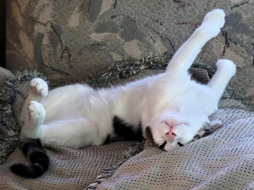 Enlarge Snuffleupagus — The Talkative Lovebug - Courtesy Listing, a ADOPTABLE Domestic Short Hair in Prescott, AZ image 2/2