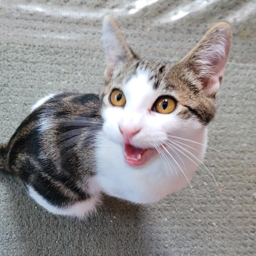 Snuffleupagus — The Talkative Lovebug - Courtesy Listing, ADOPTABLE, Young Male Domestic Short Hair.