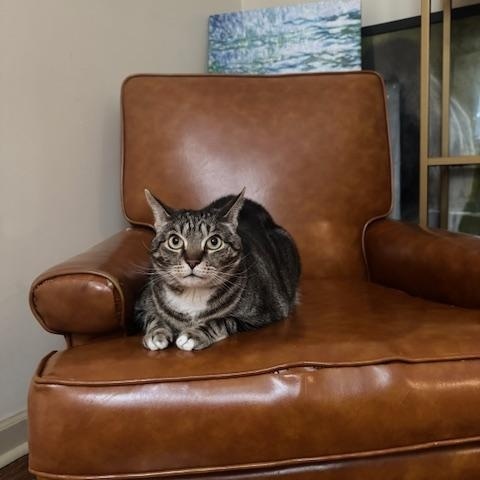 Oscar, a Adoptable Domestic Short Hair in Philadelphia, PA image 5/5