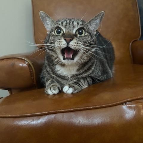 Oscar, a Adoptable Domestic Short Hair in Philadelphia, PA image 3/5