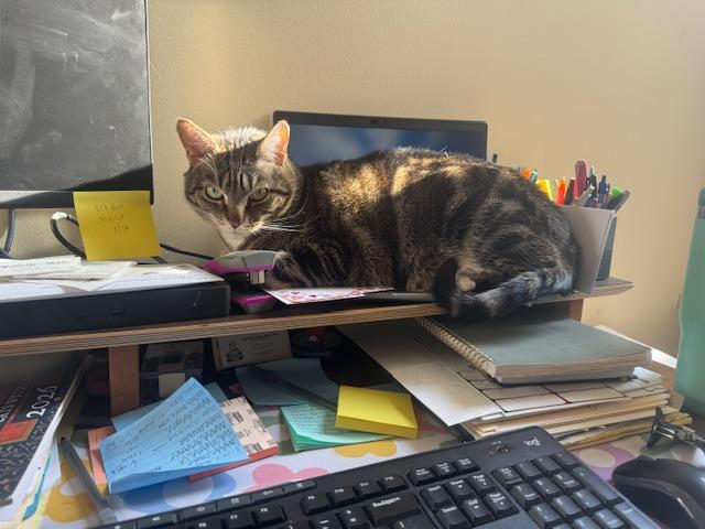 Oscar, a Adoptable Domestic Short Hair in Philadelphia, PA image 4/5