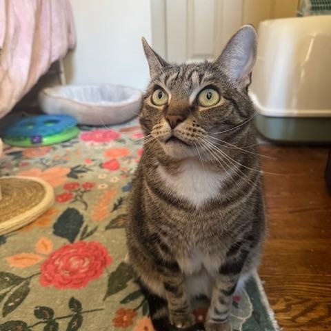 Oscar, a Adoptable Domestic Short Hair in Philadelphia, PA image 2/5