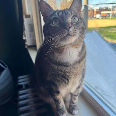 Oscar, a Adoptable Domestic Short Hair in Philadelphia, PA image 1/5