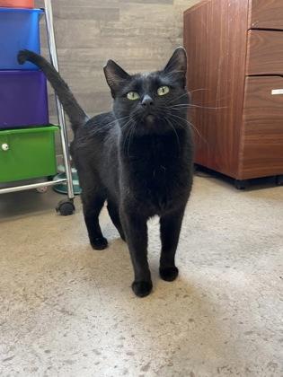 Cher, an adoptable Domestic Short Hair in Buena Vista, CO, 81211 | Photo Image 1