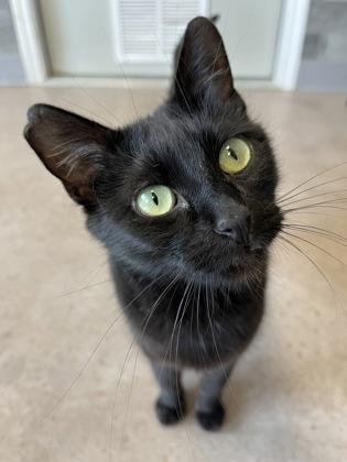 Cher, an adoptable Domestic Short Hair in Buena Vista, CO, 81211 | Photo Image 3