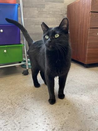 Cher, an adoptable Domestic Short Hair in Buena Vista, CO, 81211 | Photo Image 2