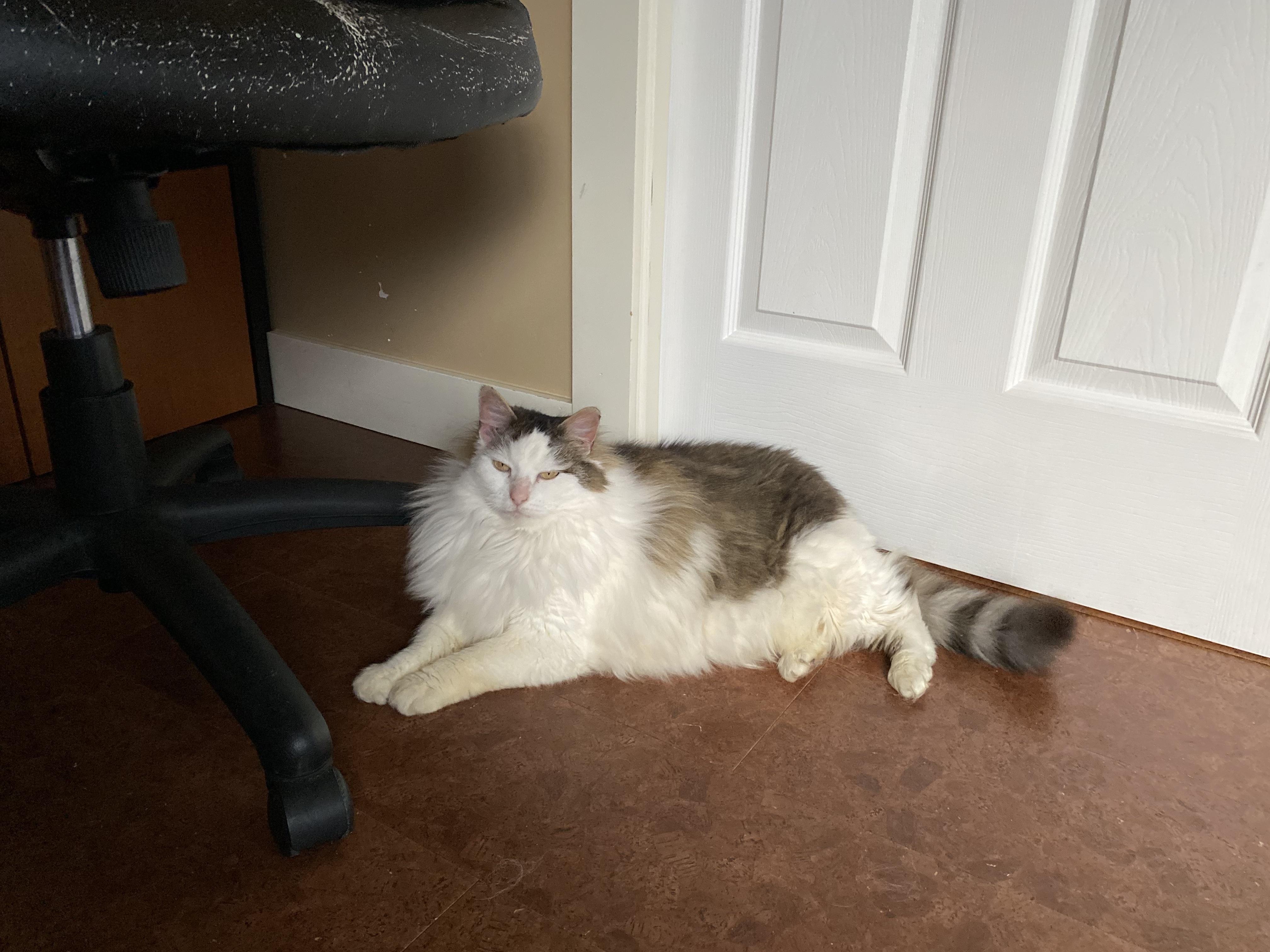 Ms. Maisel, ADOPTABLE, Senior Female Domestic Long Hair.