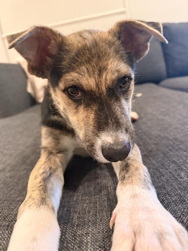 Goose, Adoptable, Puppy Male Cattle Dog.