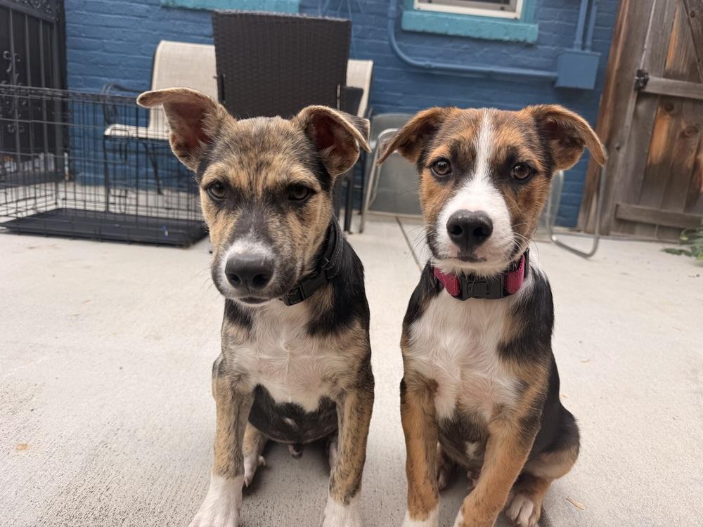 Enlarge Goose, a Adoptable mixed breed in Denver, CO image 3/3