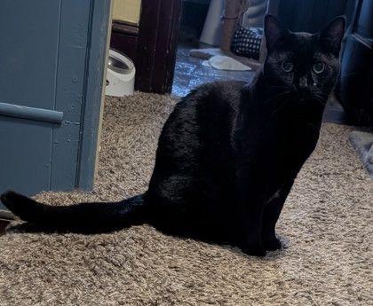Charlotte, ADOPTABLE, Adult Female Domestic Short Hair.