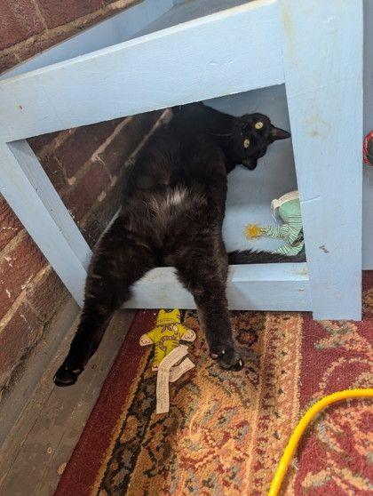 Enlarge Charlotte, a ADOPTABLE Domestic Short Hair in Williamsport, PA image 2/3
