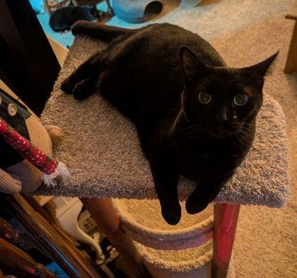 Enlarge Charlotte, a ADOPTABLE Domestic Short Hair in Williamsport, PA image 3/3