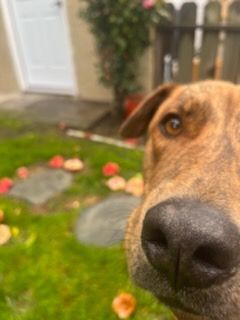 Daring Darwin!, a Adoptable mixed breed in Manhattan Beach, CA image 1/11