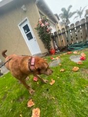 Daring Darwin!, a Adoptable mixed breed in Manhattan Beach, CA image 2/11