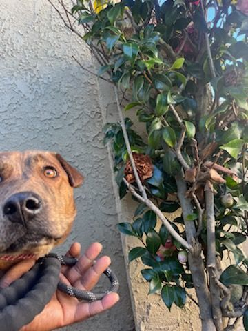 Daring Darwin!, Adoptable, Young Male Retriever & Shar-Pei.