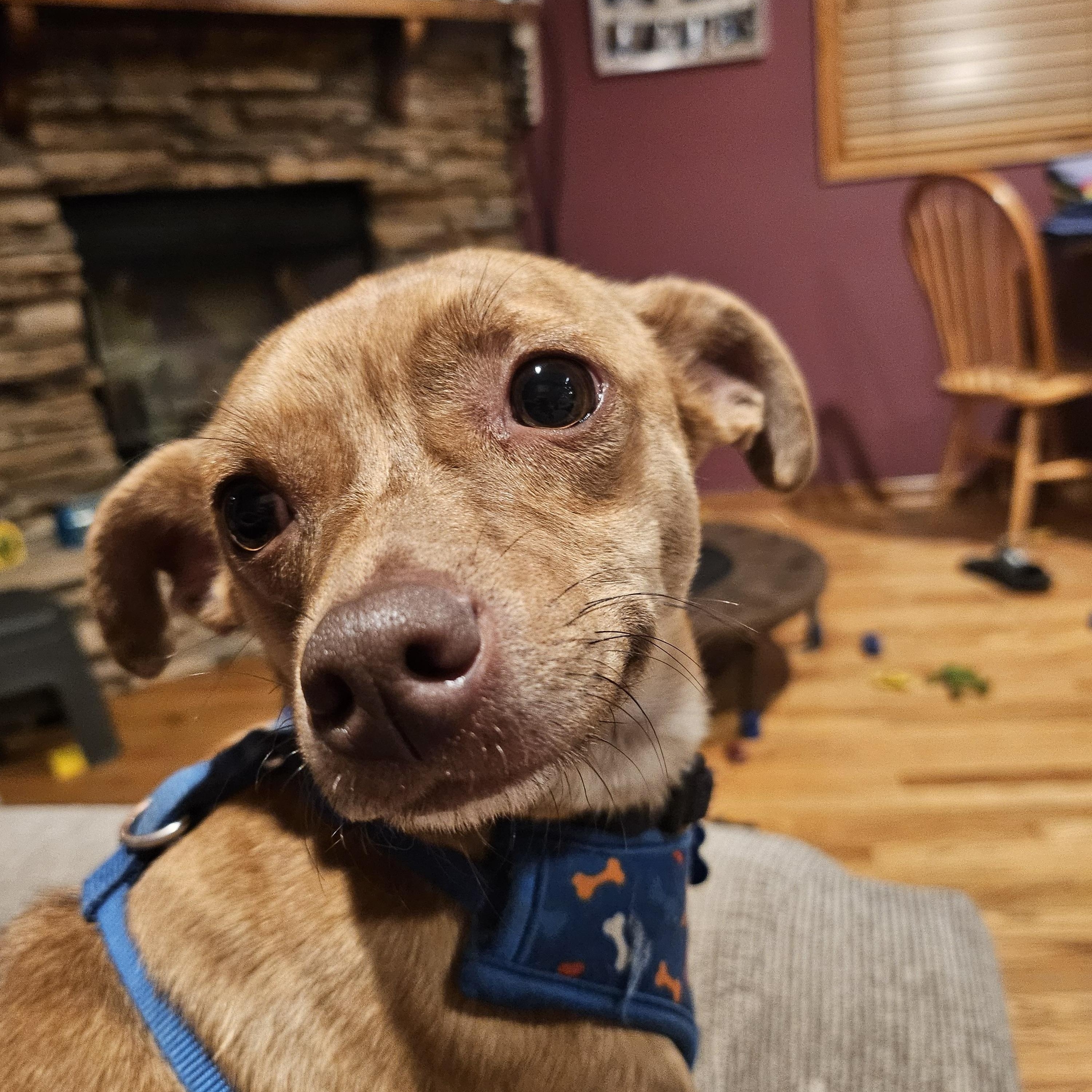Zumba, Adoptable, Young Male Chihuahua.