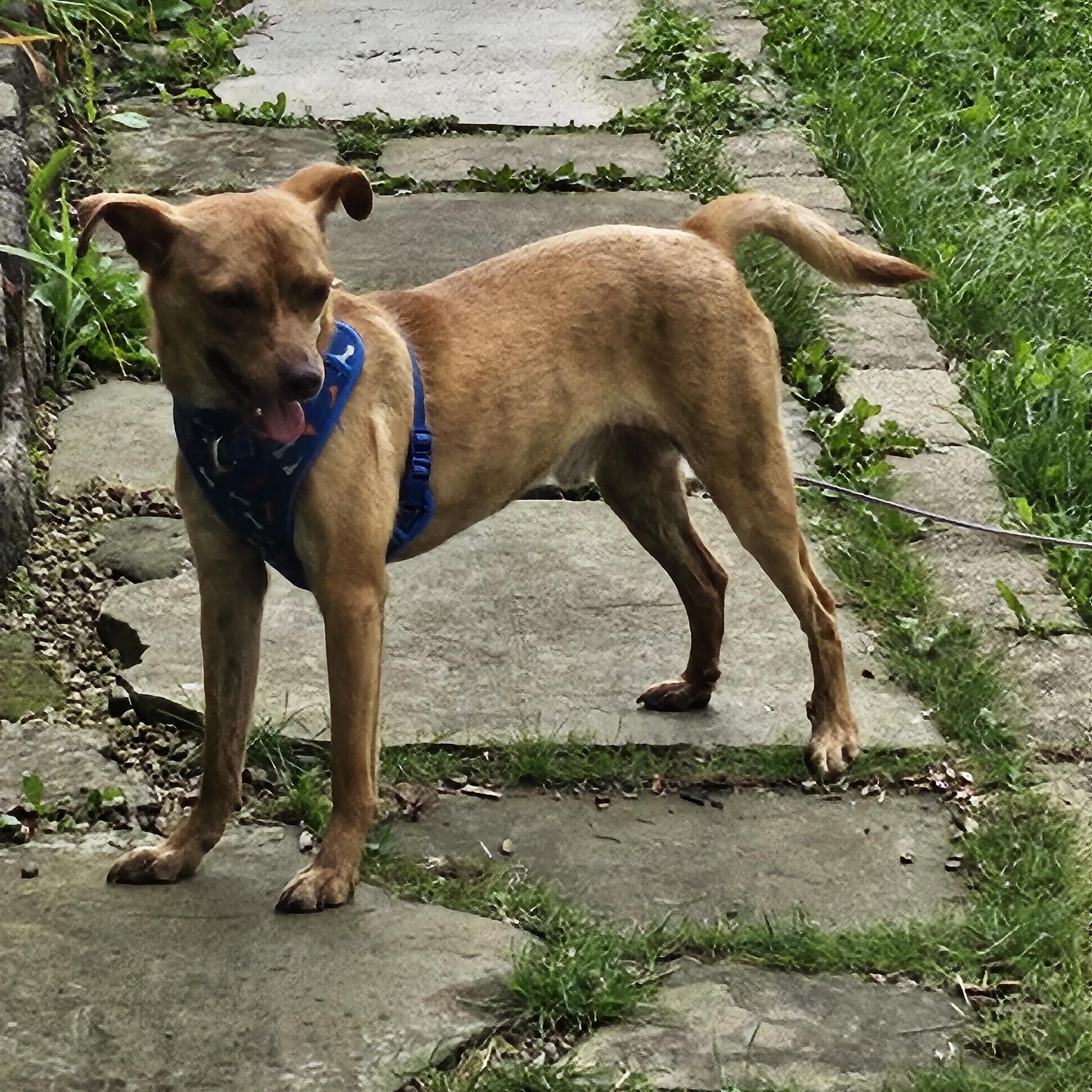 Zumba, a Adoptable mixed breed in Union Grove, WI image 2/3