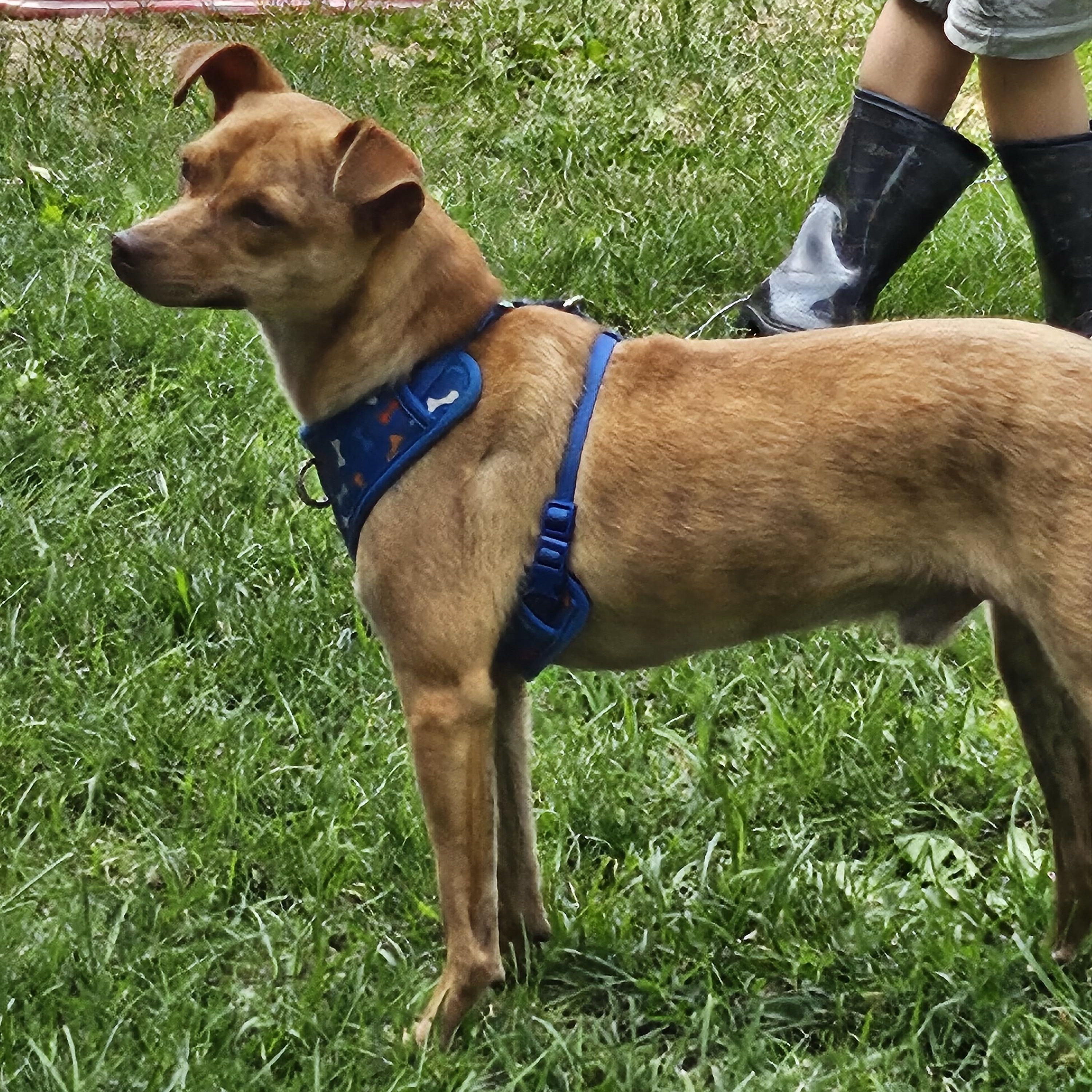 Zumba, a Adoptable mixed breed in Union Grove, WI image 3/3