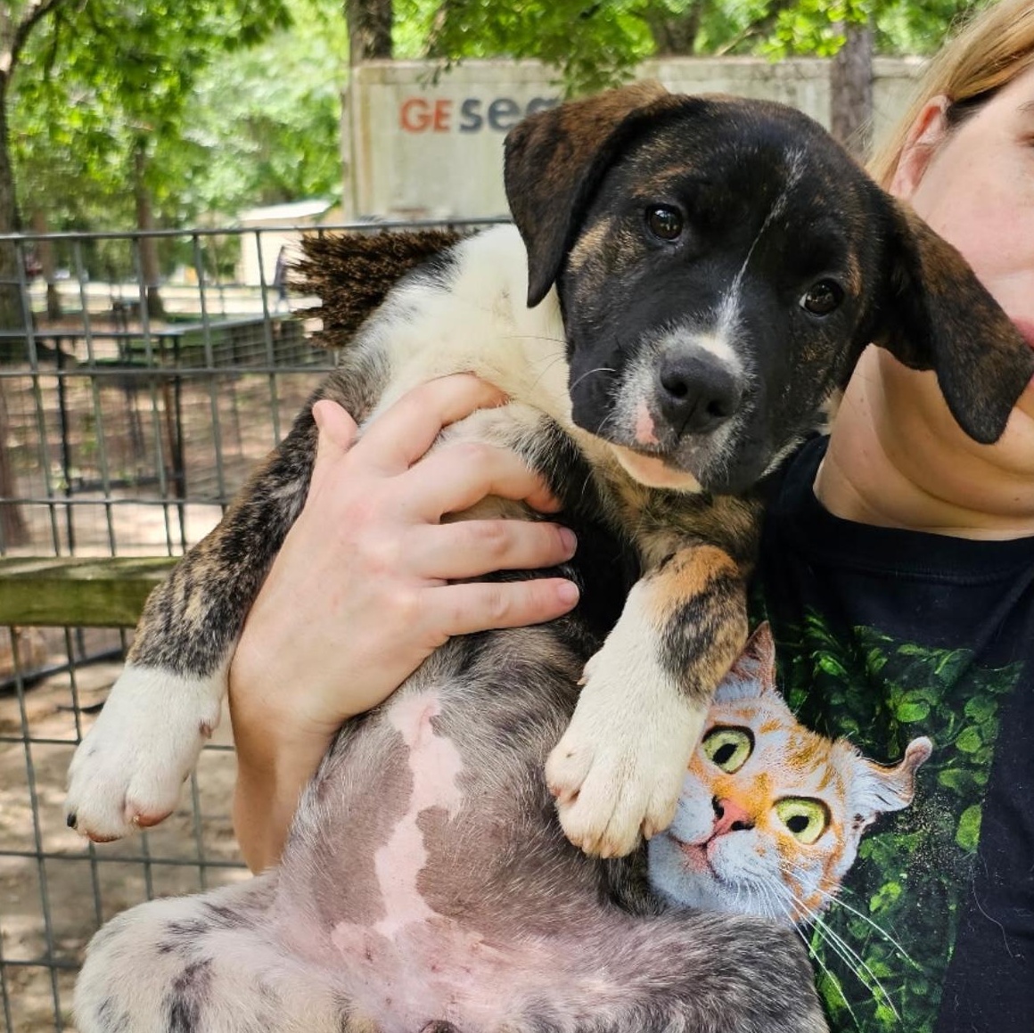 Enlarge Maisy, an adopted mixed breed in Argyle, NY image 2/3