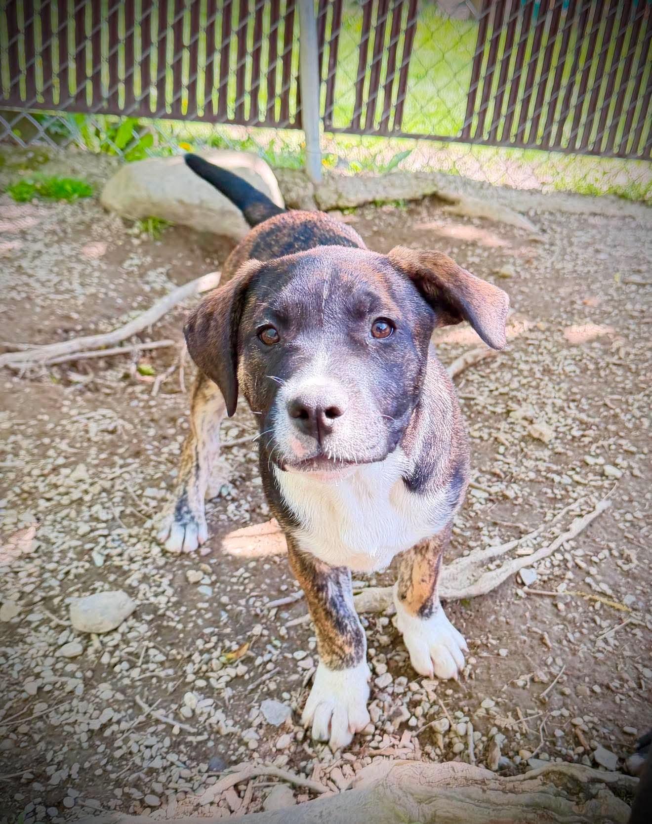 Enlarge Maisy, an adopted mixed breed in Argyle, NY image 3/3