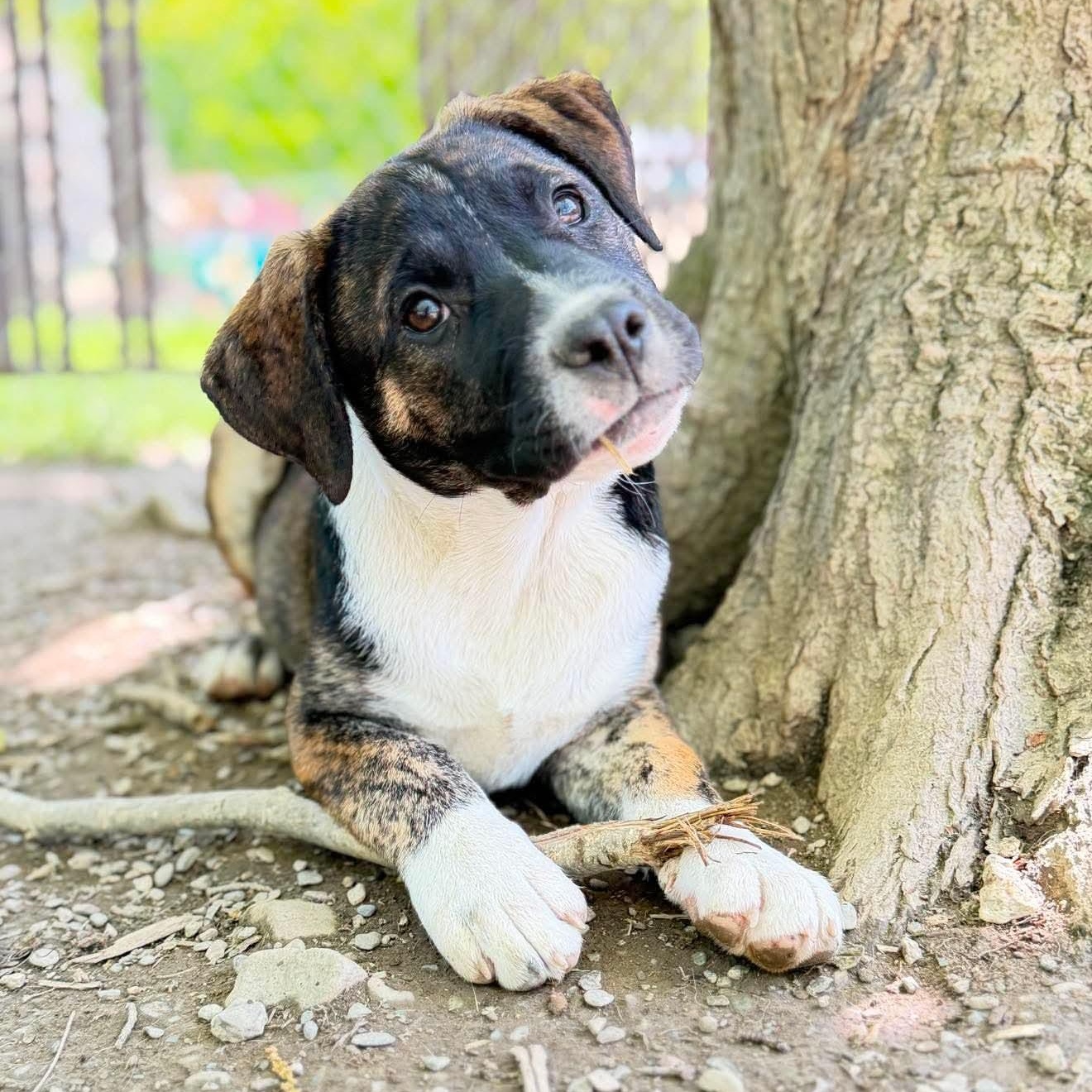 Enlarge Maisy, an adopted mixed breed in Argyle, NY image 1/3