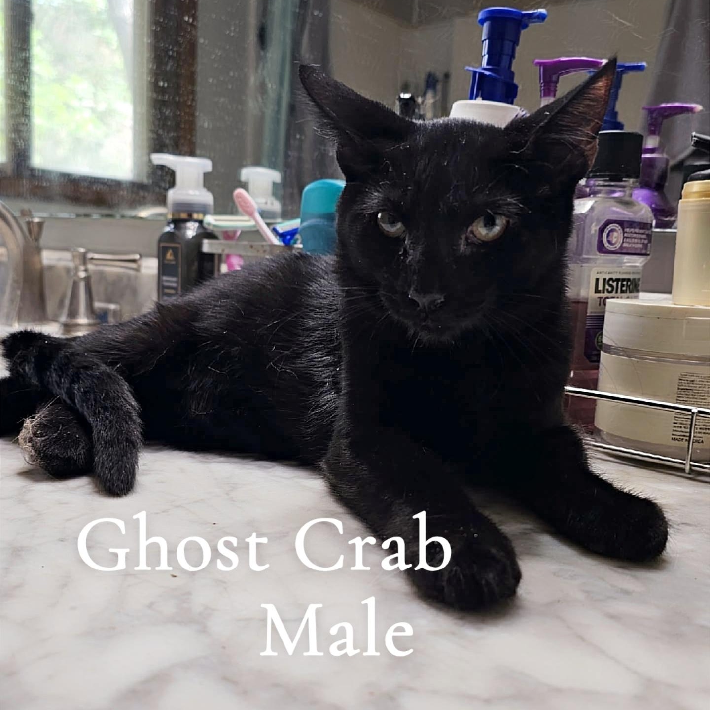 The Sea Beast Kittens, a ADOPTABLE Domestic Short Hair in Pardeeville, WI image 3/4