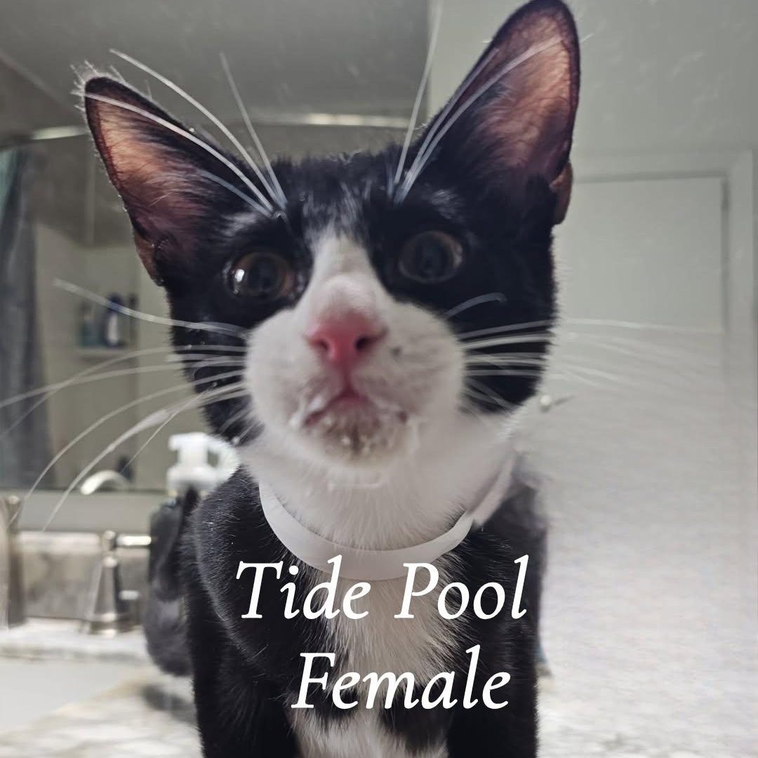 The Sea Beast Kittens, a ADOPTABLE Domestic Short Hair in Pardeeville, WI image 2/4